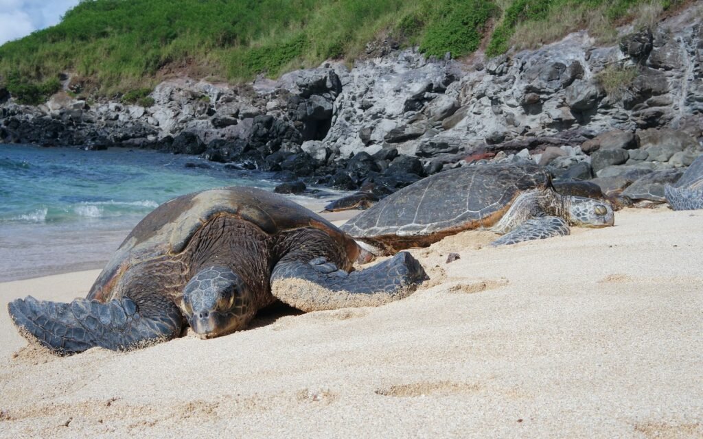 two brown turtles on brown sand