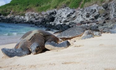 two brown turtles on brown sand