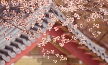 a tree with pink flowers in front of a building