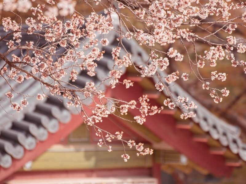 a tree with pink flowers in front of a building