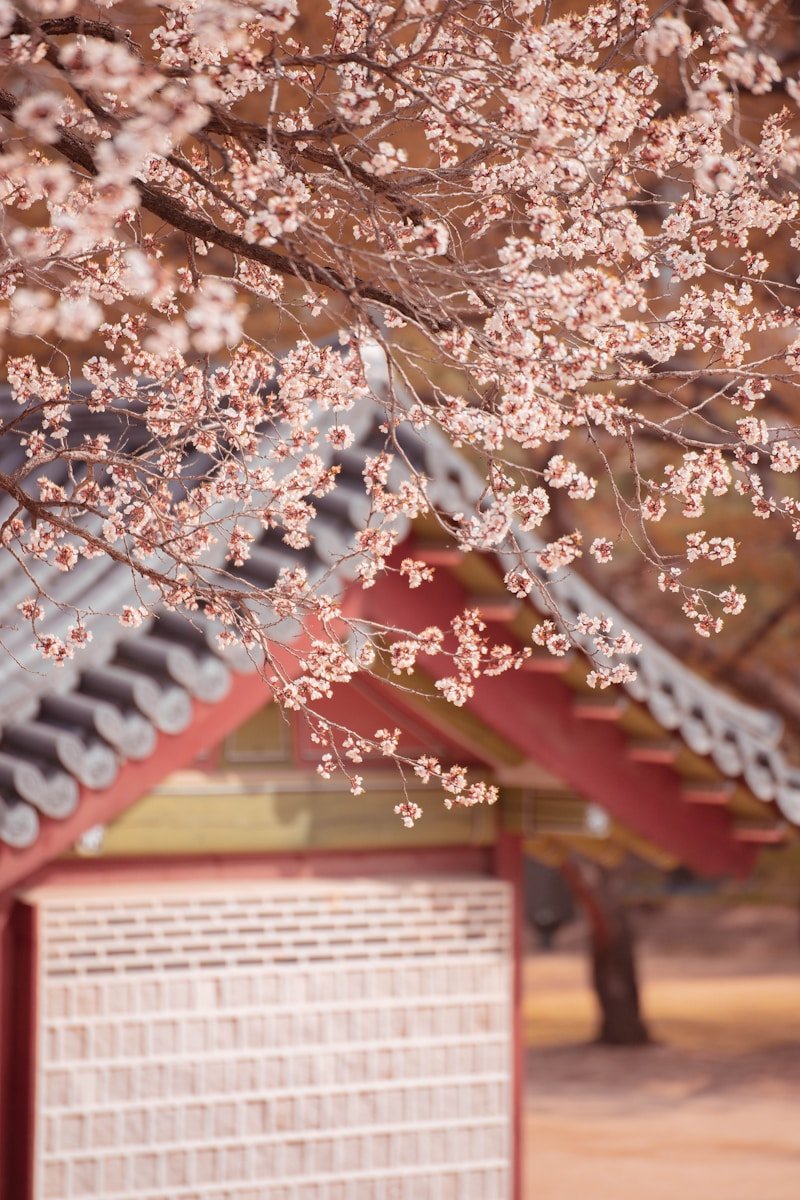 a tree with pink flowers in front of a building